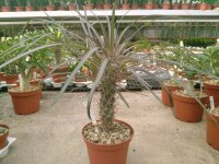 Pachypodium geayi