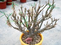 Euphorbia balsamifera
