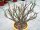 Euphorbia balsamifera