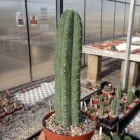 Trichocereus pachanoi  (20 Korn pro Tüte)