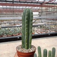 Trichocereus pachanoi  (20 Korn pro Tüte)