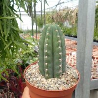 Trichocereus pachanoi  (20 Korn pro Tüte)