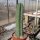 Trichocereus pachanoi  (20 Korn pro Tüte)