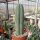 Trichocereus pachanoi  (20 Korn pro Tüte)