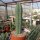 Trichocereus pachanoi  (20 Korn pro Tüte)