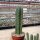Trichocereus pachanoi  (20 Korn pro Tüte)