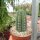 Trichocereus pachanoi  (20 Korn pro Tüte)