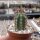 Trichocereus pachanoi  (20 Korn pro Tüte)