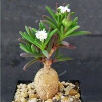Delosperma napiforme