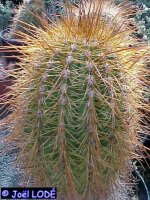 Trichocereus pasacana