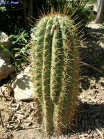 Trichocereus pasacana