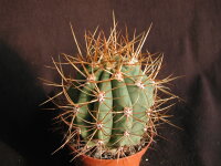 Trichocereus pasacana