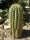 Trichocereus pasacana