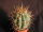 Trichocereus pasacana