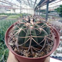 Gymnocalycium cardenasianum