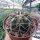 Gymnocalycium cardenasianum