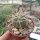 Gymnocalycium cardenasianum