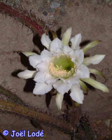 Harrisia martinii
