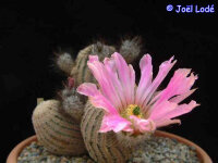 Echinocereus primolanatus