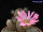 Echinocereus primolanatus