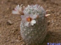 Mammillaria albicans