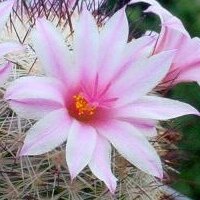 Mammillaria albicans