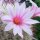 Mammillaria albicans