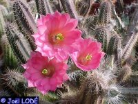Echinocereus scheerii La Bufa, Chihuahua, Mx