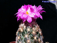 Escobaria minima