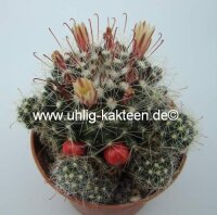 Mammillaria oteroi