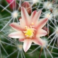 Mammillaria oteroi