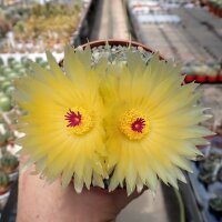 Notocactus buiningii