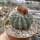 Notocactus buiningii