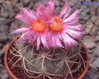 Echinocactus horizonthalonius