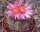 Echinocactus horizonthalonius
