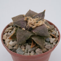 Ariocarpus retusus