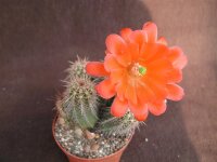 Echinocereus plomosus L 768
