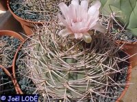 Gymnocalycium nidulans P 138 Senor de la Pena, La Rioja,...