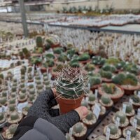 Gymnocalycium nidulans P 138 Senor de la Pena, La Rioja, Argentina, 900-1000 m
