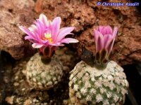 Turbinicarpus valdezianus