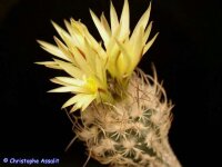 Turbinicarpus krainzianus v.minimus