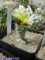 Turbinicarpus krainzianus v.minimus
