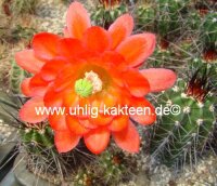 Echinocereus acifer ssp. tubiflorus