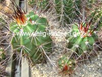 Echinocereus acifer ssp. tubiflorus