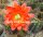 Echinocereus acifer ssp. tubiflorus