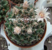 Mammillaria formosa Dr. Arroyo, N.L.  Mx