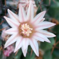 Mammillaria formosa Dr. Arroyo, N.L.  Mx