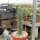 Trichocereus bridgesii