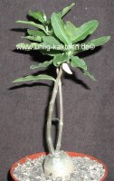 Fockea edulis