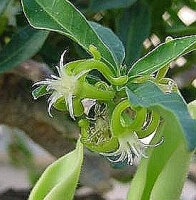 Fockea edulis